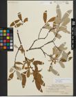 Foto von Salix krylovii E. L. Wolf